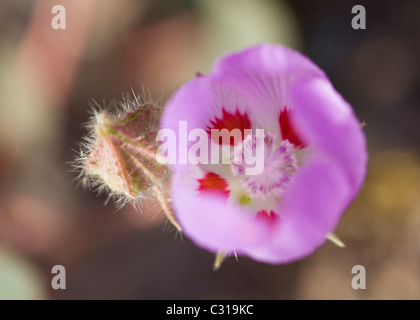 Mojave Desert five-spot flower (Eremalche rotundifolia) Stock Photo