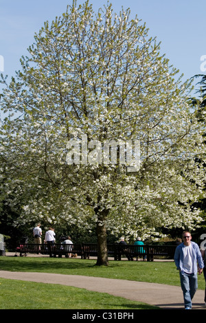 People in The Rookery near Streatham Park. Stock Photo