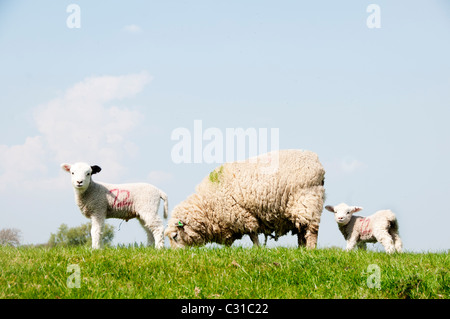 Spring in Sussex. Mother sheep with  new born lambs Stock Photo