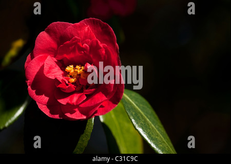 Camellia japonica 'Adolphe Audusson' in bloom Stock Photo