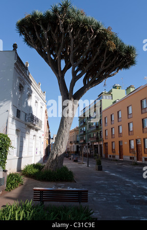 Drago tree, dracaena draco, in the plaza Junta Suprema in San Cristobal de La Laguna, a world heritage site in Tenerife, Canary Stock Photo