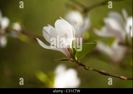 Magnolia Stellata ‘Rosea’ in bloom Stock Photo