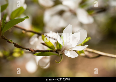 Magnolia Stellata ‘Rosea’ in bloom Stock Photo