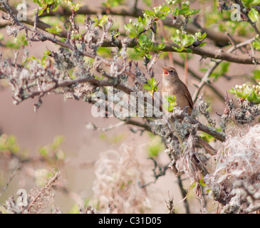 Grasshopper Warbler reeling from perch in tree Stock Photo