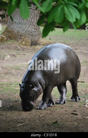 Pygmy Hippo Stock Photo