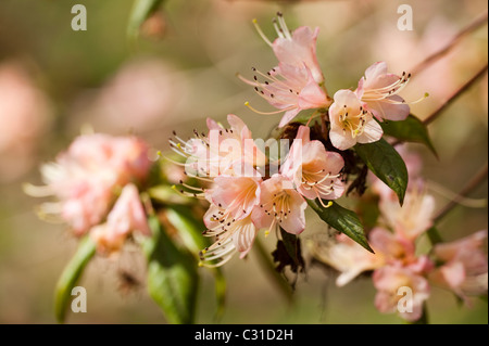 Rhododendron 'Crossbill' in flower Stock Photo