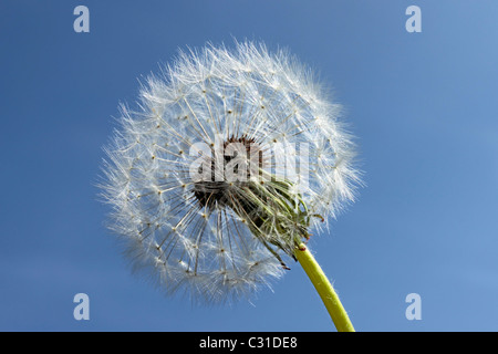 Dandelion seed head against blue sky Stock Photo