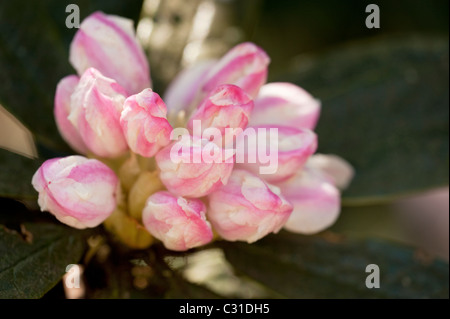 Rhododendron crinigerum in spring Stock Photo