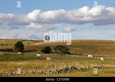 AUBRAC COWS IN A MEADOW, NASBINALS, LOZERE (48), FRANCE Stock Photo