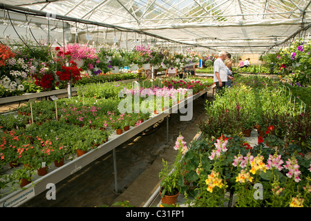 Customers plants for sale inside nursery greenhouse Stock Photo