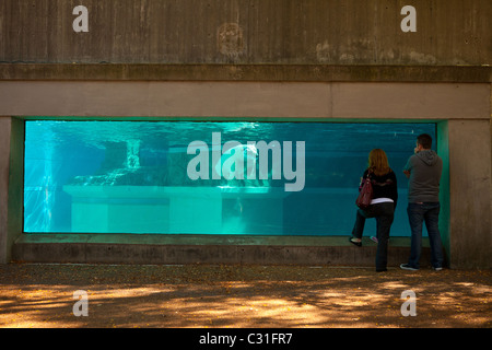 Polar bear exhibit at the Lincoln Park Zoo Chicago, IL, USA. Stock Photo