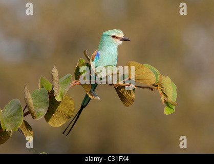 Abyssinian Roller on branch Stock Photo