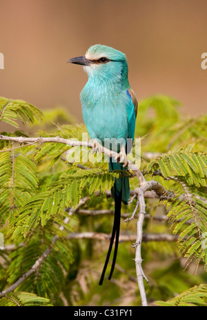 Abyssinian Roller on branch Stock Photo