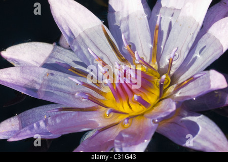 Close up of Water Lilies Stock Photo