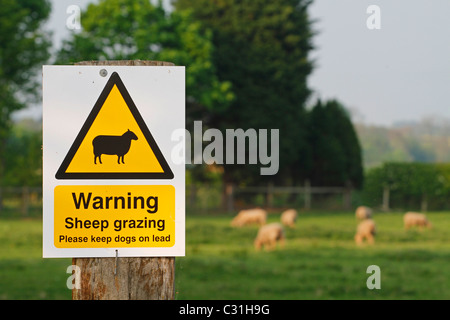 Warning sign - sheep grazing, please keep dogs on a lead Stock Photo