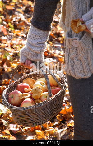GATHERING APPLES AND MUSHROOMS, AUTUMN FRUITS AND VEGETABLES Stock Photo