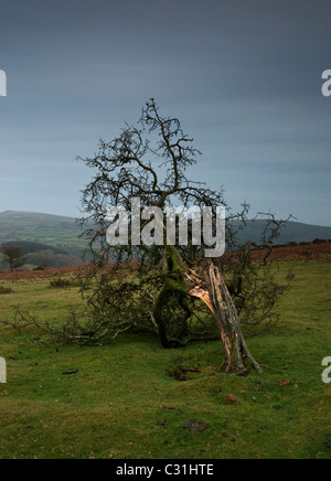 A fallen tree on Dartmoor. Stock Photo