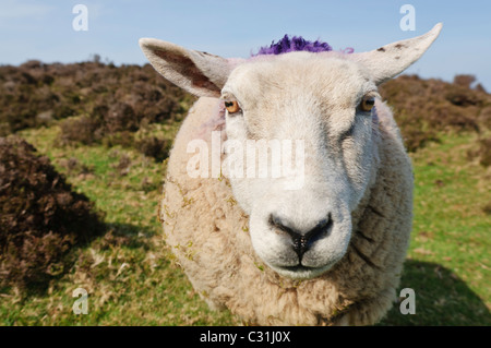 Front closeup of a sheep's face Stock Photo