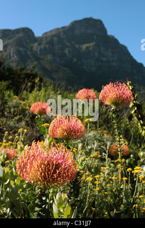 PROTEA CYNAROIDES OR KING PROTEAS IN THE BOTANICAL GARDEN OF KIRSTENBOSCH, CAPE TOWN, WESTERN CAPE PROVINCE, SOUTH AFRICA Stock Photo