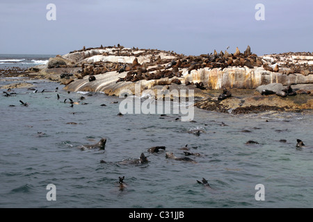 COLONY OF SEA LIONS RESTING ON THE ROCKS OFF OF HOUT BAY, WESTERN CAPE PROVINCE, SOUTH AFRICA Stock Photo