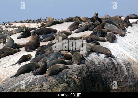 COLONY OF SEA LIONS RESTING ON THE ROCKS OFF OF HOUT BAY, WESTERN CAPE PROVINCE, SOUTH AFRICA Stock Photo