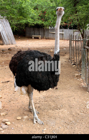MALE OSTRICH IN A PARK ON THE CANGO OSTRICH FARM, OUDTSHOORN, KLEIN OR LITTLE KAROO, WESTERN CAPE PROVINCE, SOUTH AFRICA Stock Photo