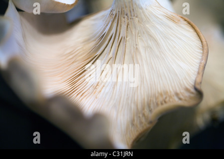 Detail (macro) view of the delicate gills on the underside of an oyster mushroom. Stock Photo