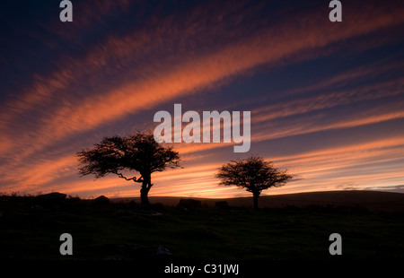 Sunset over Dartmoor with windswept trees silhouetted against the light Stock Photo