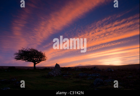 Sunset over Dartmoor with a windswept tree silhouetted on the horizon Stock Photo