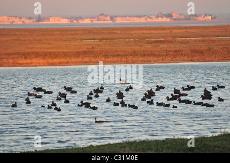 HUNTING POND AND, IN THE BACKGROUND, THE TOWN OF LE CROTOY, BAY OF SOMME, SOMME (80), FRANCE Stock Photo