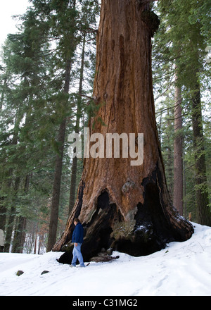 A man stands next to a Giant Sequoia tree in winter Stock Photo