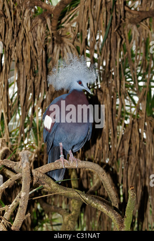 Western crowned-pigeon, Goura cristata, single captive bird on branch, Indonesia, March 2011 Stock Photo