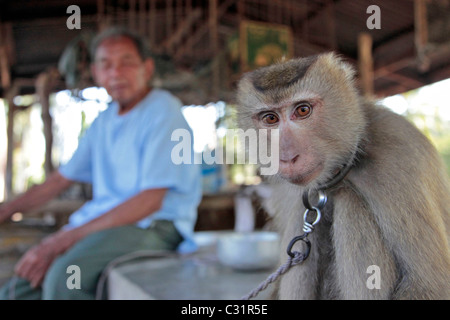 MONKEY TRAINED TO CLIMB THE COCONUT TREES AND GATHER COCONUTS, BANG SAPHAN, THAILAND, ASIA Stock Photo