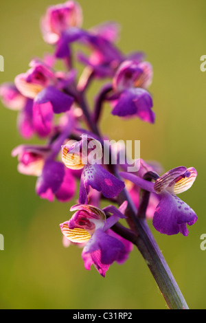 'Green-winged' Orchid, Orchis morio, UK, flower 'close up' in sunlight Stock Photo