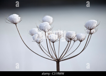 Winter scene hoar frost on giant hogweed, The Cotswolds, UK Stock Photo