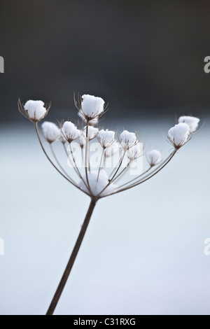 Winter scene hoar frost on giant hogweed, The Cotswolds, UK Stock Photo