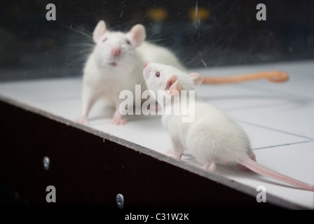 white (albino) rat with baby rat on open field board Stock Photo