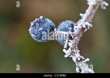 Winter scene hoar frost on sloe berries in The Cotswolds, UK Stock Photo