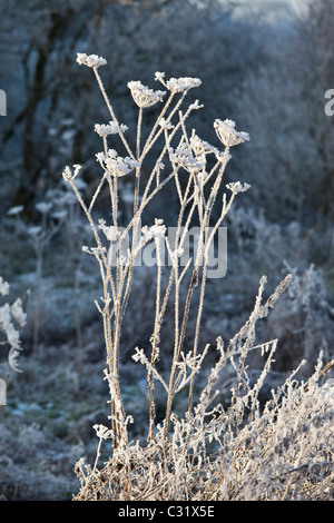 Winter scene hoar frost on Giant hogweed plant in The Cotswolds, UK Stock Photo