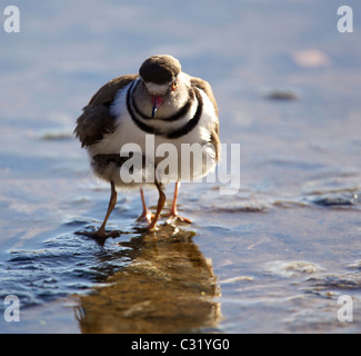 Three-banded Plover (Charadrius tricollaris) with young looking for protection under wing, Kruger National Park, South Africa Stock Photo