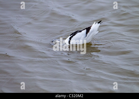 Avocet Recurvirostra avocetta feeding at Cley Nature reserve Norfolk Stock Photo