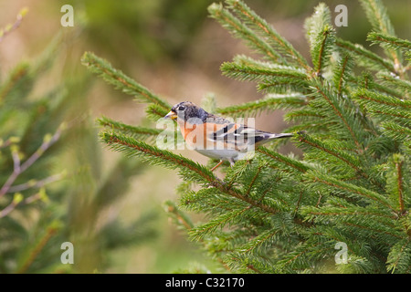 Brambling Fringilla montifringilla Male in conifers Stock Photo