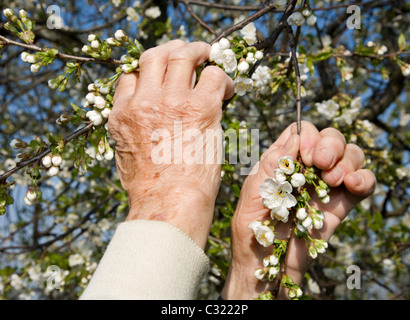 hands of old woman and cherry tree flowers - spring Stock Photo
