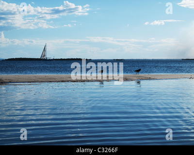 Sailboat on horizon  with sand beach seawater foreground Stock Photo