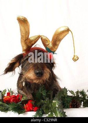 Wire Haired Daschund with Christmas antlers on Stock Photo
