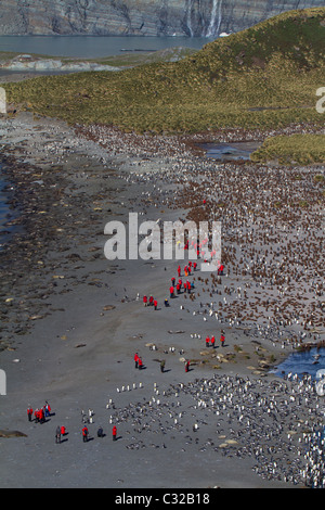 Aerial view of the massive king penguin colony at Gold Harbour, South Georgia Island Stock Photo
