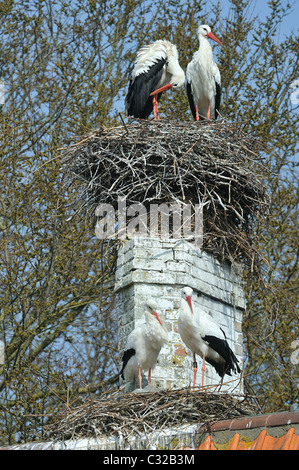 White stork (Ciconia ciconia) two pairs standing on their nest on a house - Spring - Belgium Stock Photo