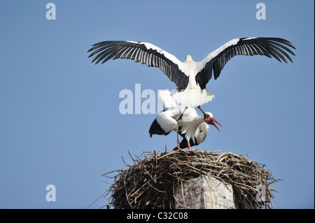 White stork (Ciconia ciconia) landing on the nest - Spring - Belgium Stock Photo