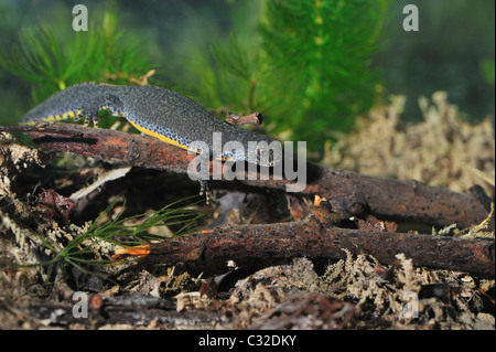 Alpine newt (Triturus alpestris) female looking for food underwater - Spring - Belgium Stock Photo