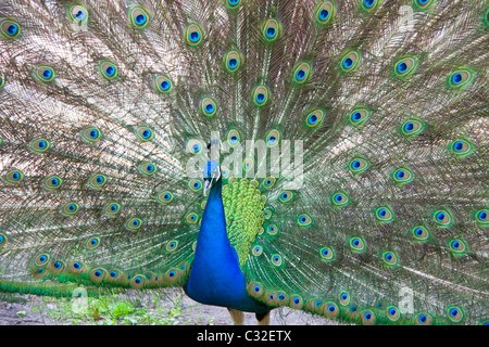 A peacock presenting its tail Stock Photo